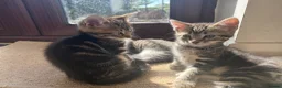 Mixed Breed cats for sale: Tabby Kittens  - Advert 7