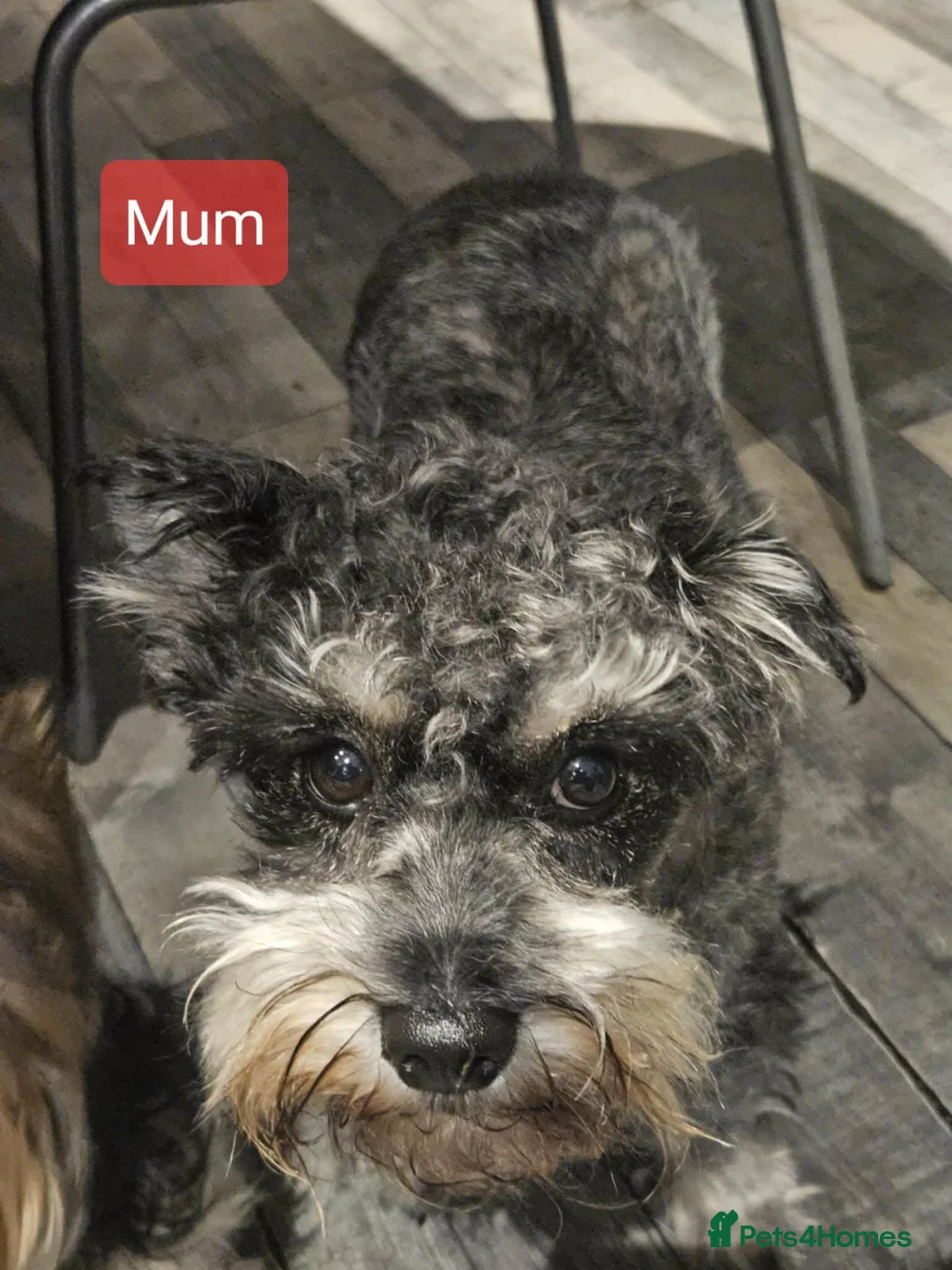 Mixed Breed dogs for sale: Mini schnauzer/ Yorkshire terrier biewer - Advert 2