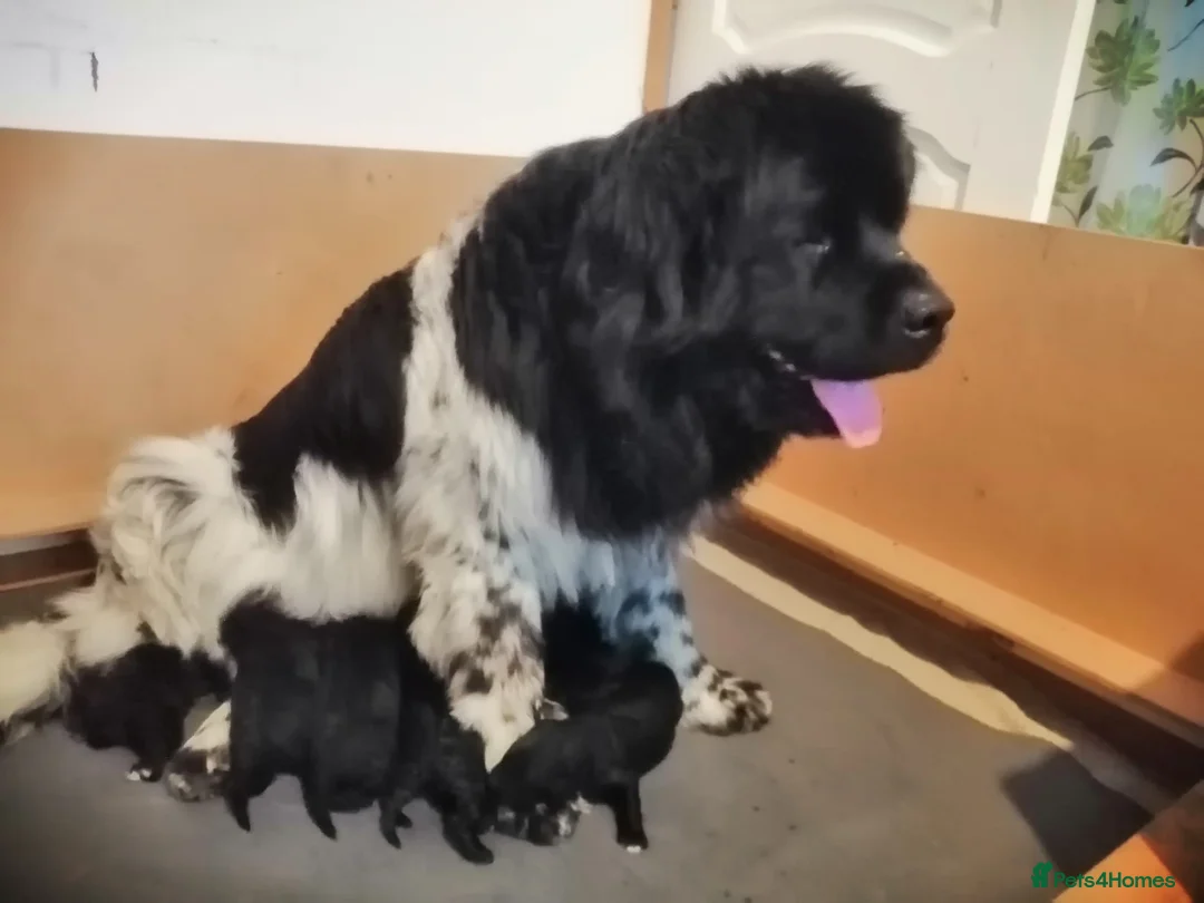 Standard Poodle dogs for stud: Cream K.C reg Standard Poodle 4 Stud  in Chesterfield - Advert 15