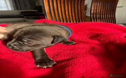 Staffordshire Bull Terrier dogs for sale: Mariusz  - Image 6