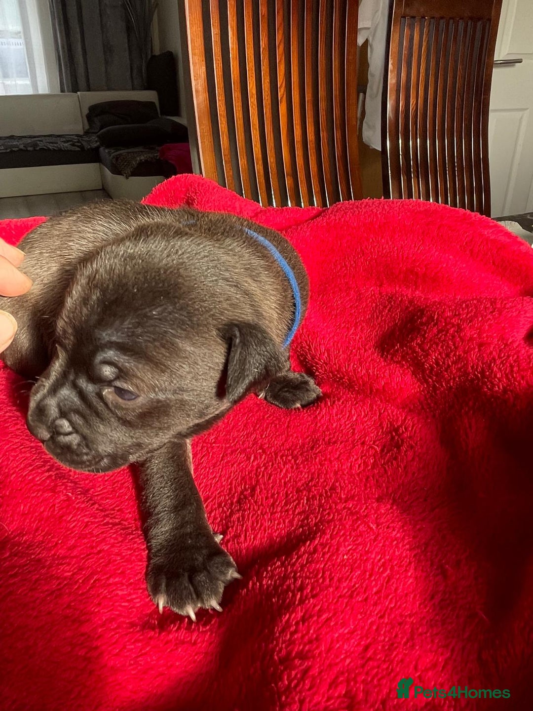 Staffordshire Bull Terrier dogs for sale: Mariusz  - Image 6