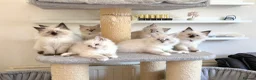 Ragdoll cats for sale: 1 Girl & 2 Boys - TICA Registered - Cuddly, Gentle - Advert 19