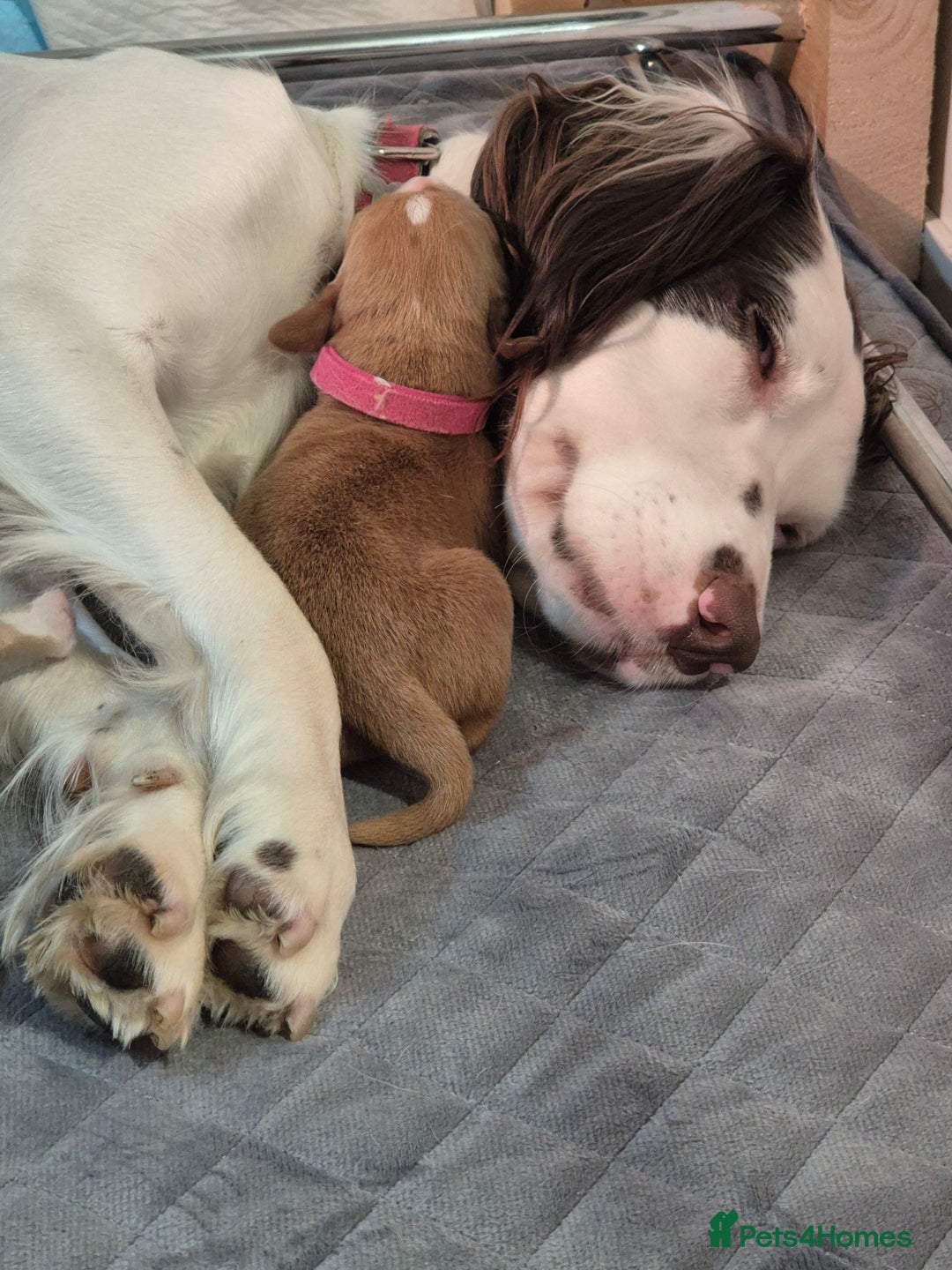 Springador dogs for sale: 3 springador puppies for sale  - Advert 2