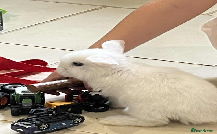 Mini Lop rabbits - Advert 16