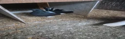 Pigeons birds for sale: Various Pigeons - Advert 10