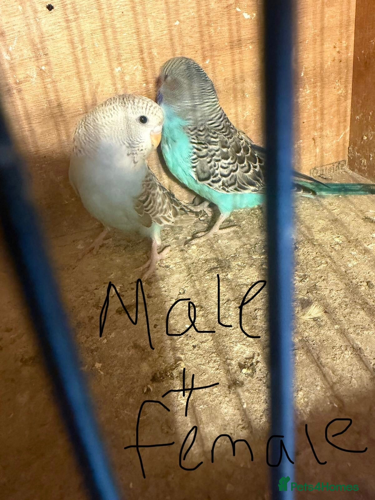 Budgerigars birds Budgies for sale £40 each collection mk404nn - Advert 5