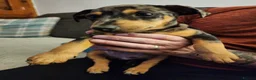 Miniature Pinscher dogs for sale: Merle Miniature harlequin pinscher in Corby - Advert 8