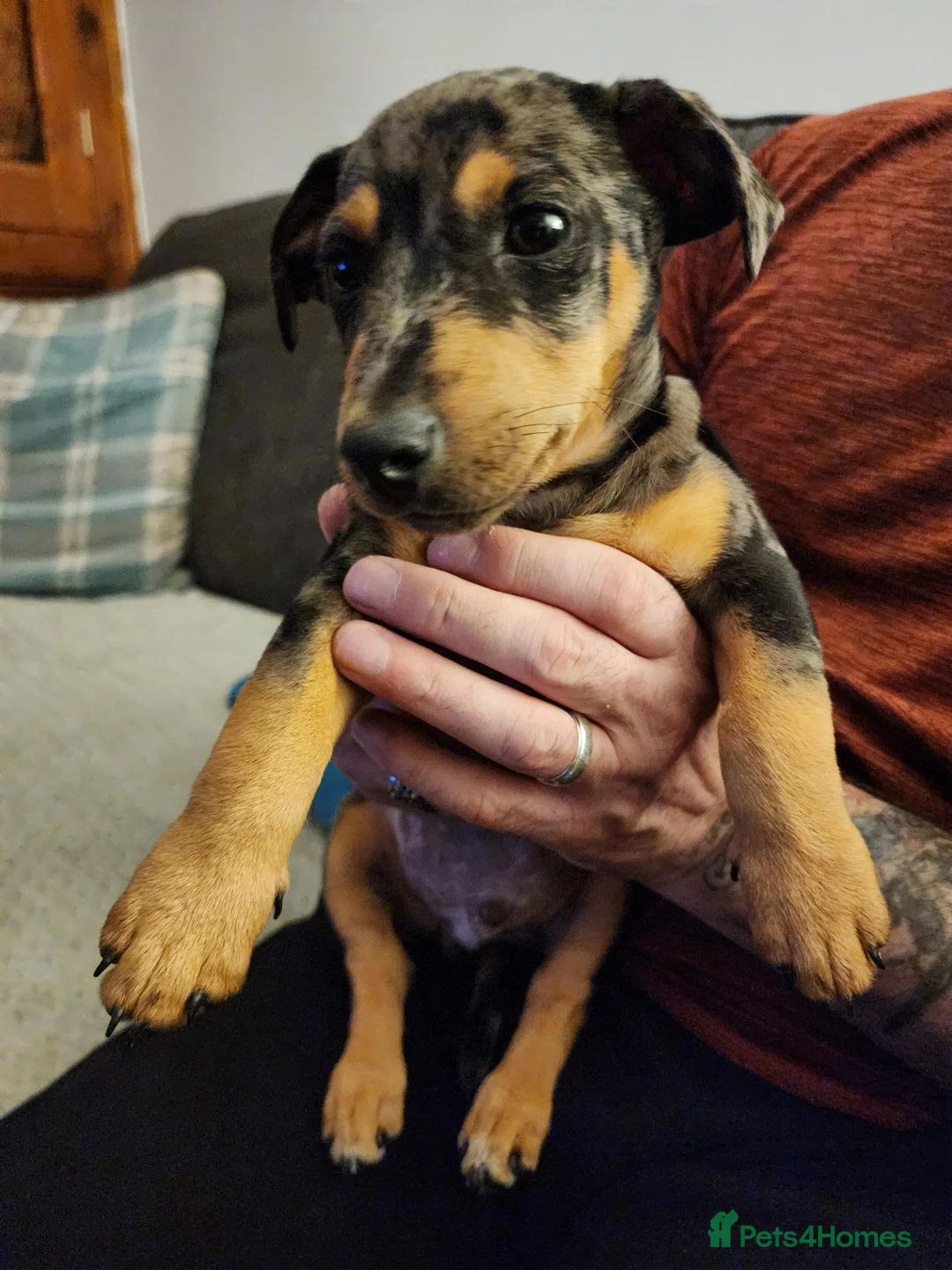 Miniature Pinscher dogs for sale: Merle Miniature harlequin pinscher in Corby - Advert 8