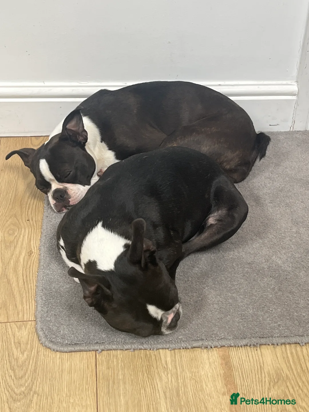 Boston Terrier dogs for sale: 🌟Quality KC Boston Terrier 9 Month old Puppy - Advert 6