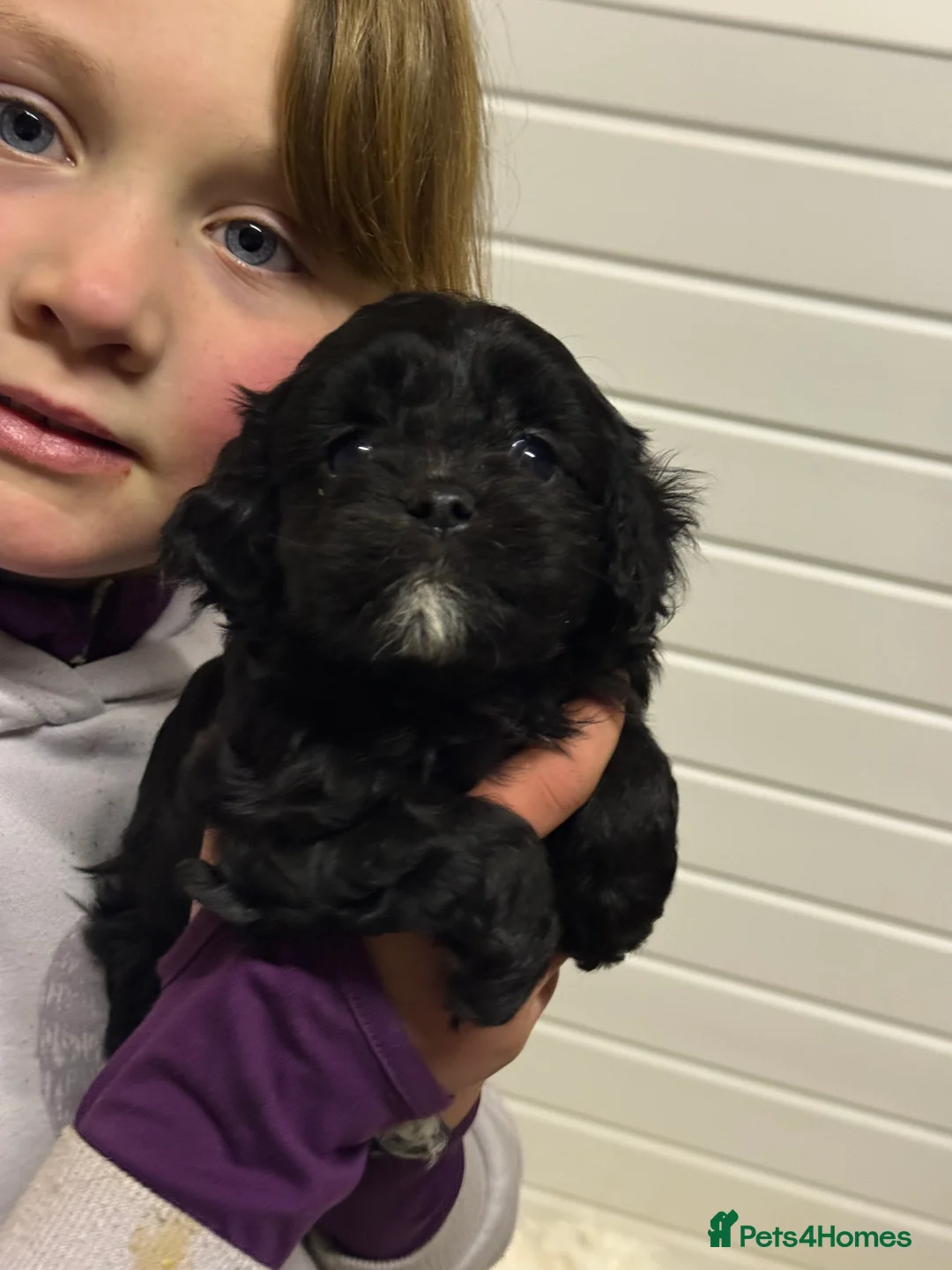 Cavapoo dogs for sale: Ready Now Stunning F1 Cavapoo boy - Advert 17