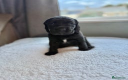 Cockerdor dogs for sale: Gorgeous Cockador puppies  - Image 9