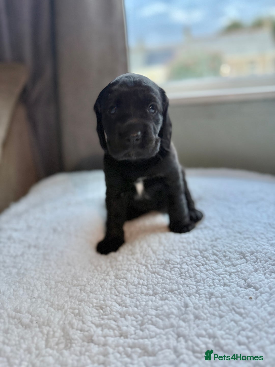 Cockerdor dogs for sale: Gorgeous Cockador puppies  - Image 9