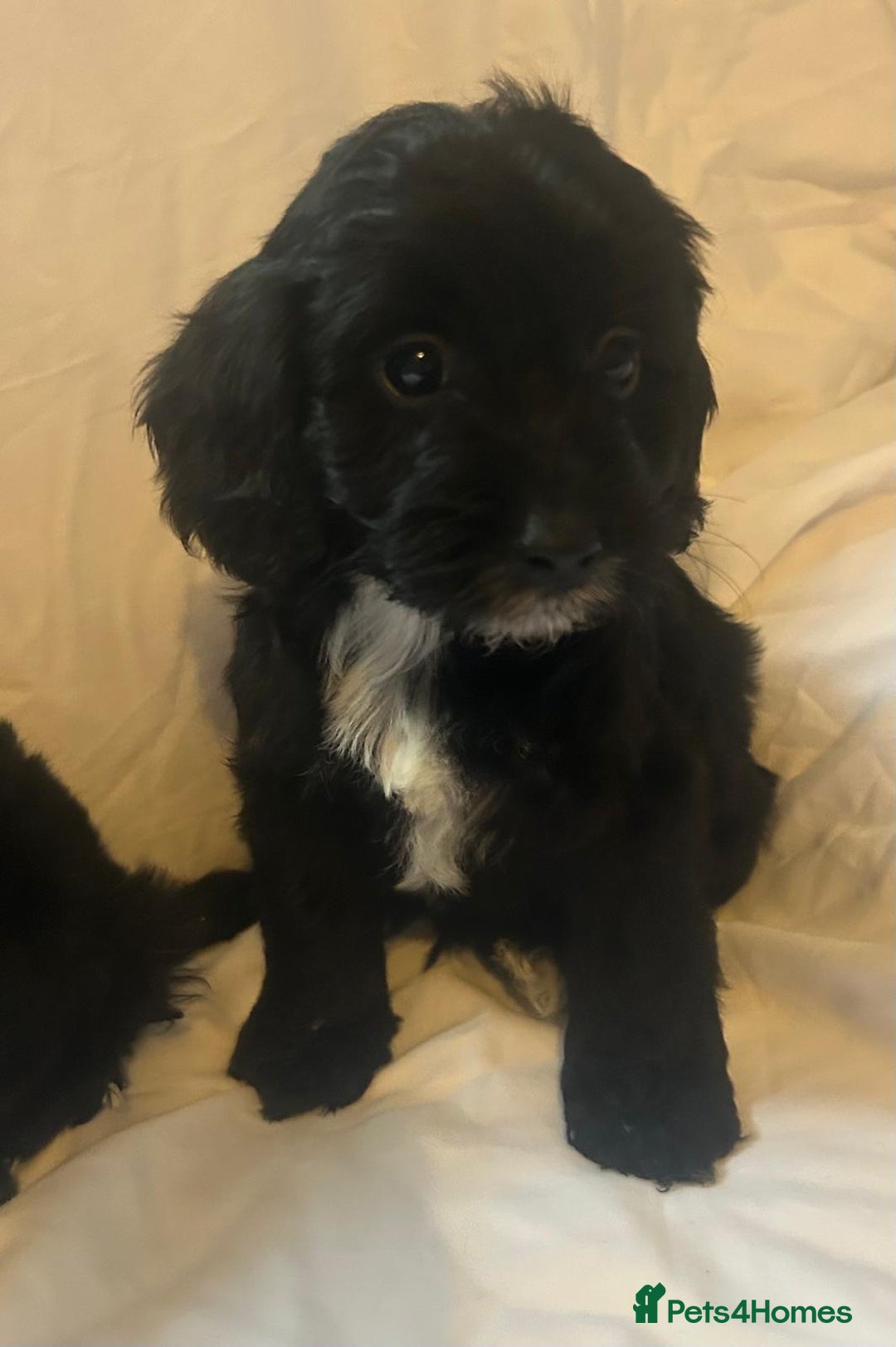 Cockapoo dogs for sale: 3 cockapoo puppies  - Advert 6