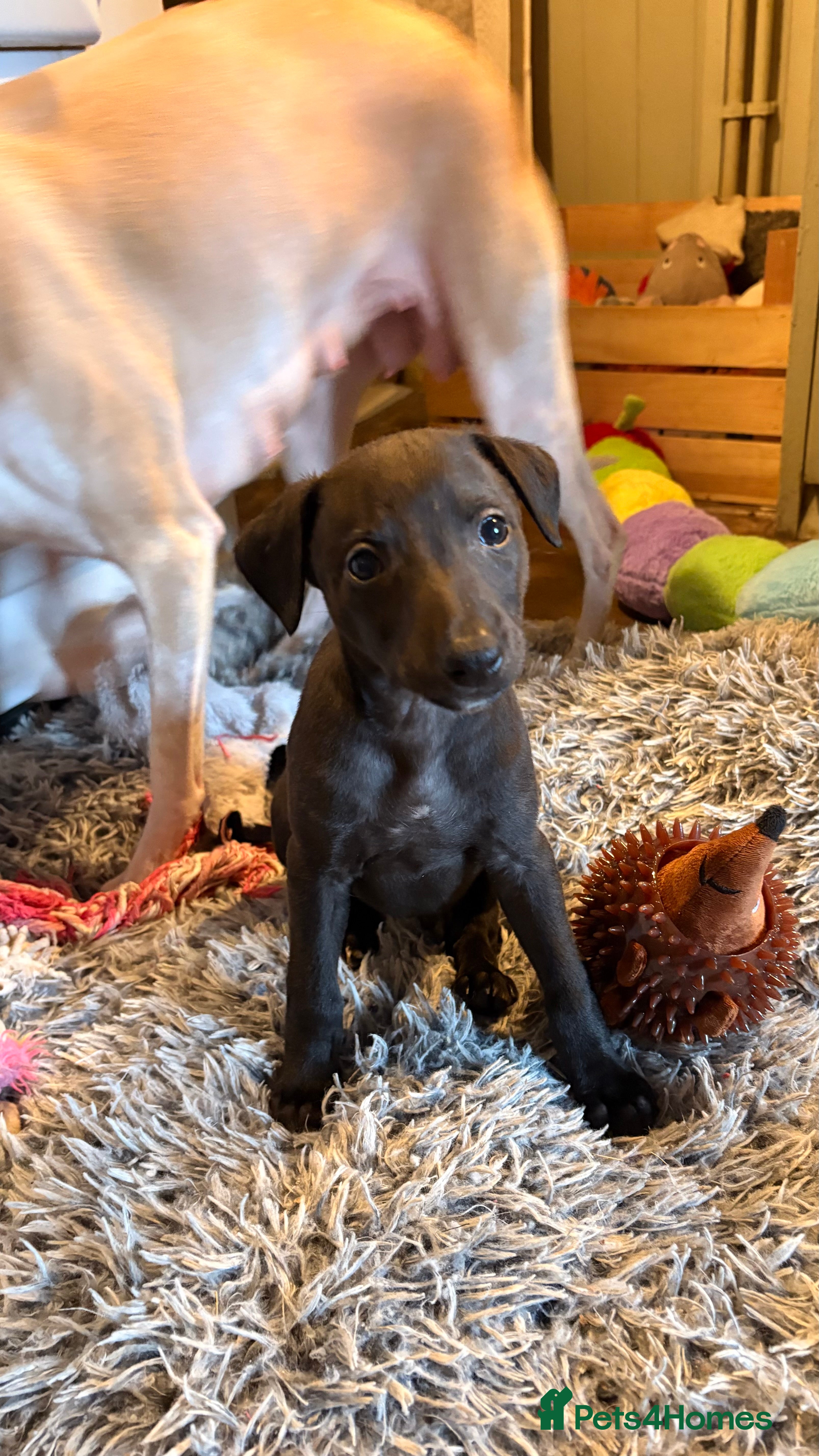 Whippet dogs Last solid colour KC whippet puppies - Advert 11