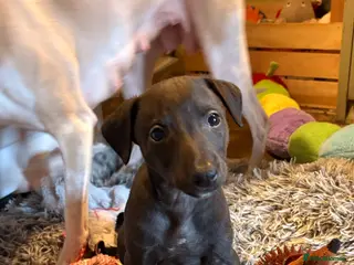 Whippet dogs Last solid colour KC whippet puppies - Advert 11