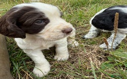 Cocker Spaniel dogs for sale: Extensively Health Tested KC Registered  - Image 15