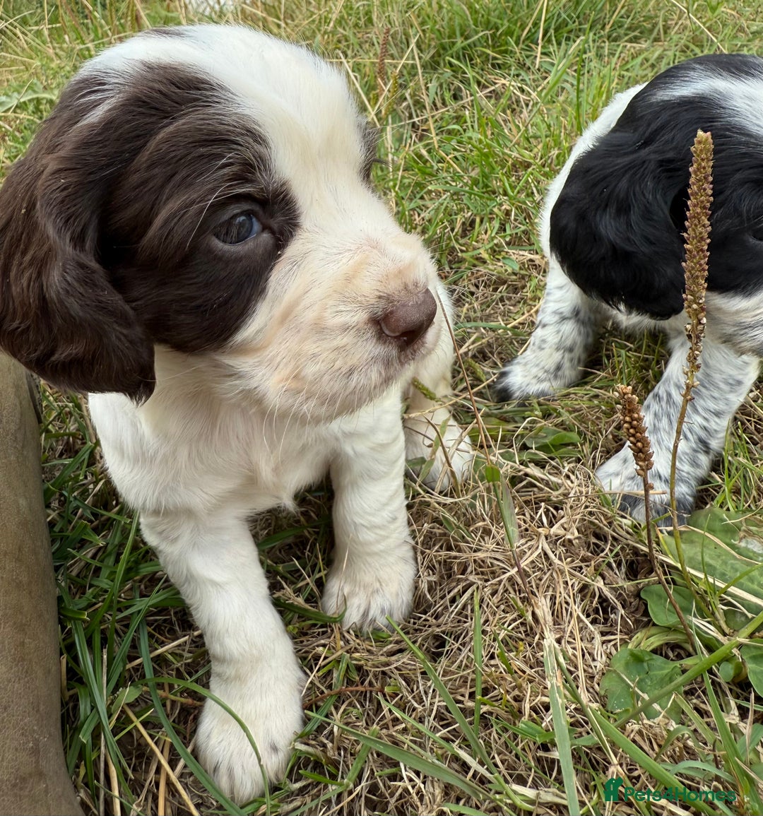 Cocker Spaniel dogs for sale: Extensively Health Tested KC Registered  - Image 15