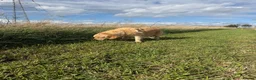 Golden Retriever dogs for sale: Gorgeous loving golden retriever girl - Advert 7