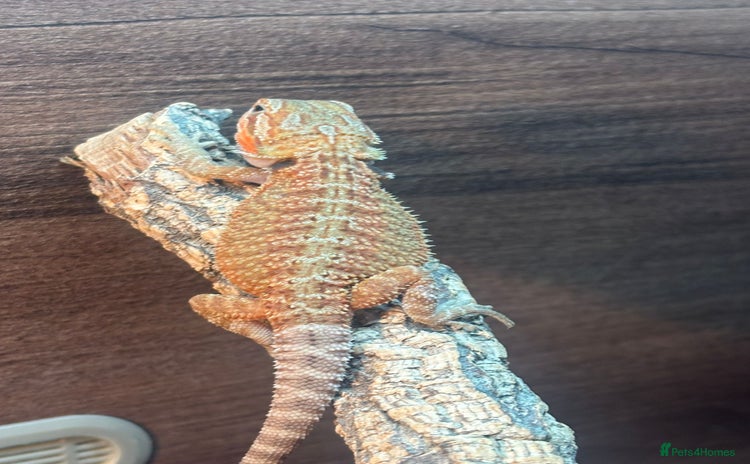 Bearded Dragon reptiles - Advert 3