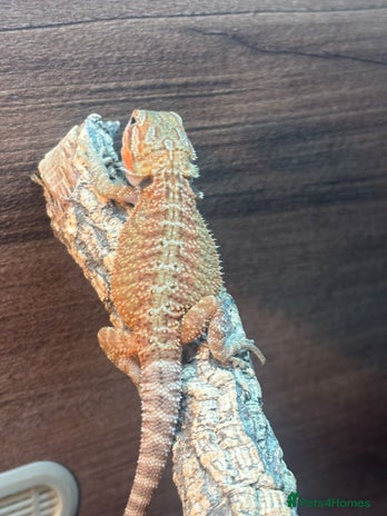 Bearded Dragon reptiles - Advert 5