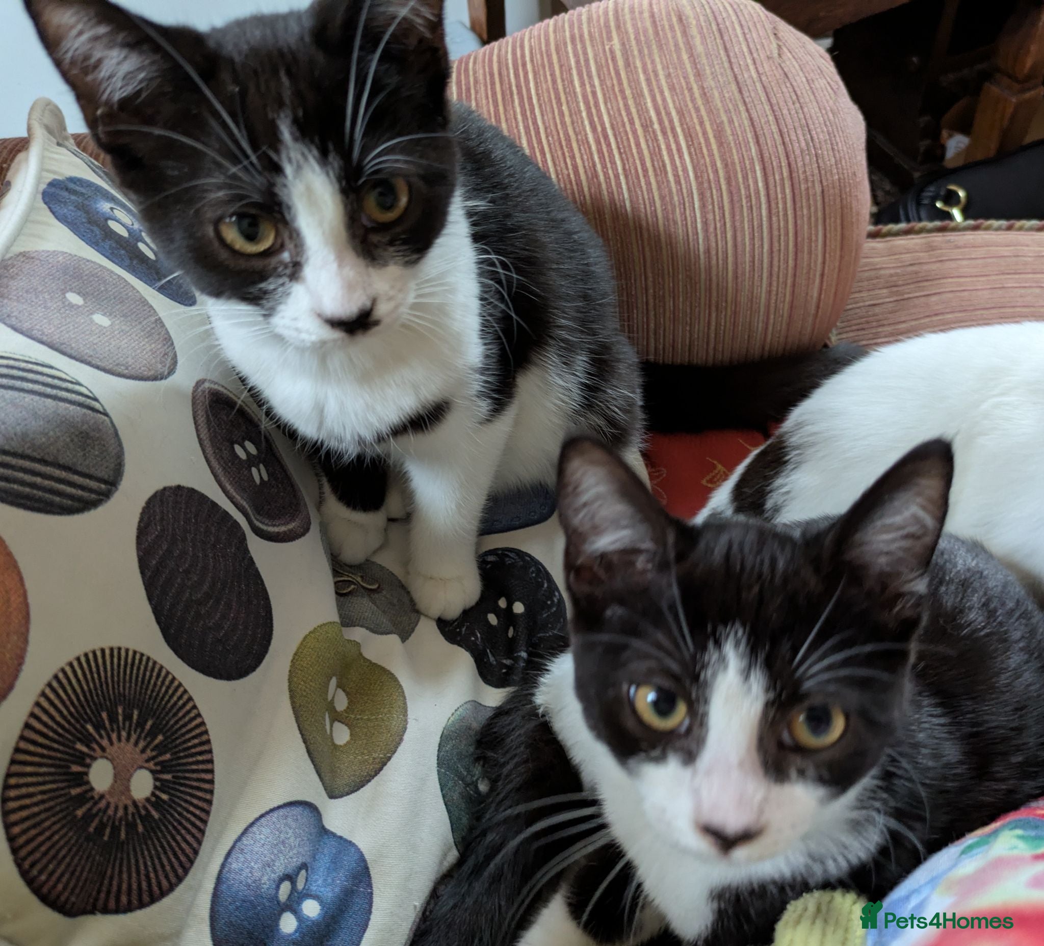 Mixed Breed cats Tuxedo twins  - Advert 1