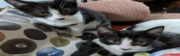 Mixed Breed cats for sale: Tuxedo twins  in Rochdale - Advert 1