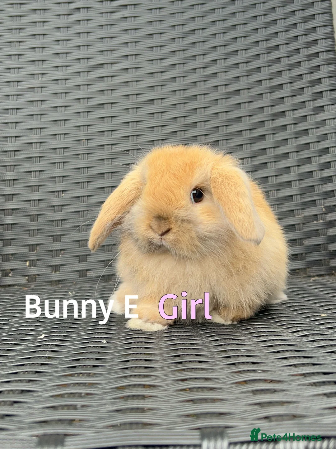 Mini Lop rabbits for sale: Baby mini lops for sale, ready now - Advert 5