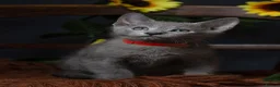 Russian Blue cats for sale: TICA Reg Boutique Russian Blue Kittens  - Advert 36