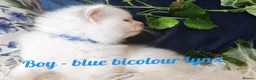 Ragdoll cats for sale: GCCF REGISTERED BEAUTIFUL RAGDOLLS KITTENS  - Advert 38