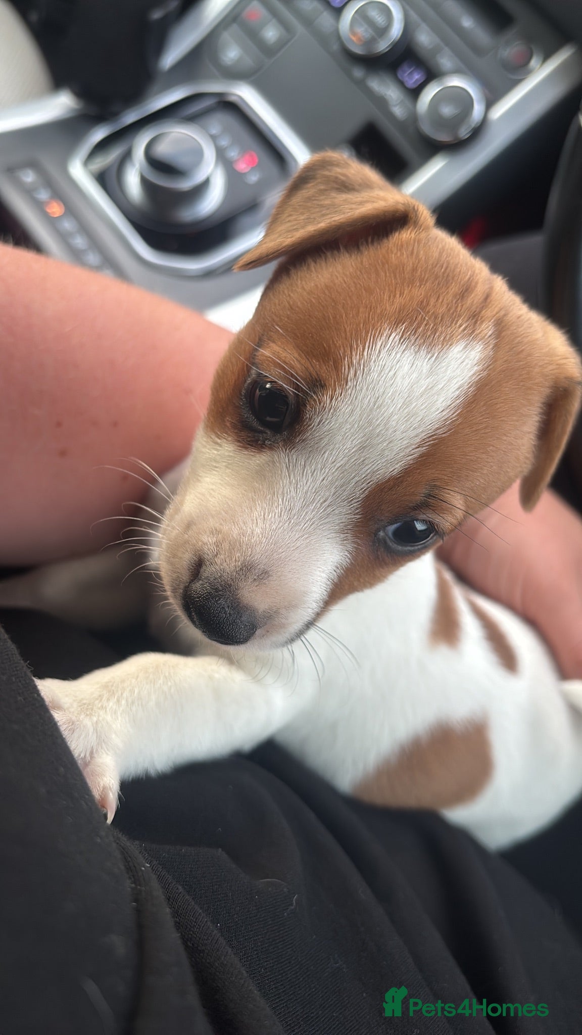 Jack Russell dogs Absolutely beautiful Jack Russel puppies  - Advert 15
