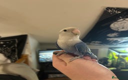 Lovebirds birds for sale: Silly tame handreared lovebird  - Image 3