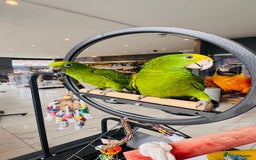 Parrots birds for sale: Parrots  - Image 10