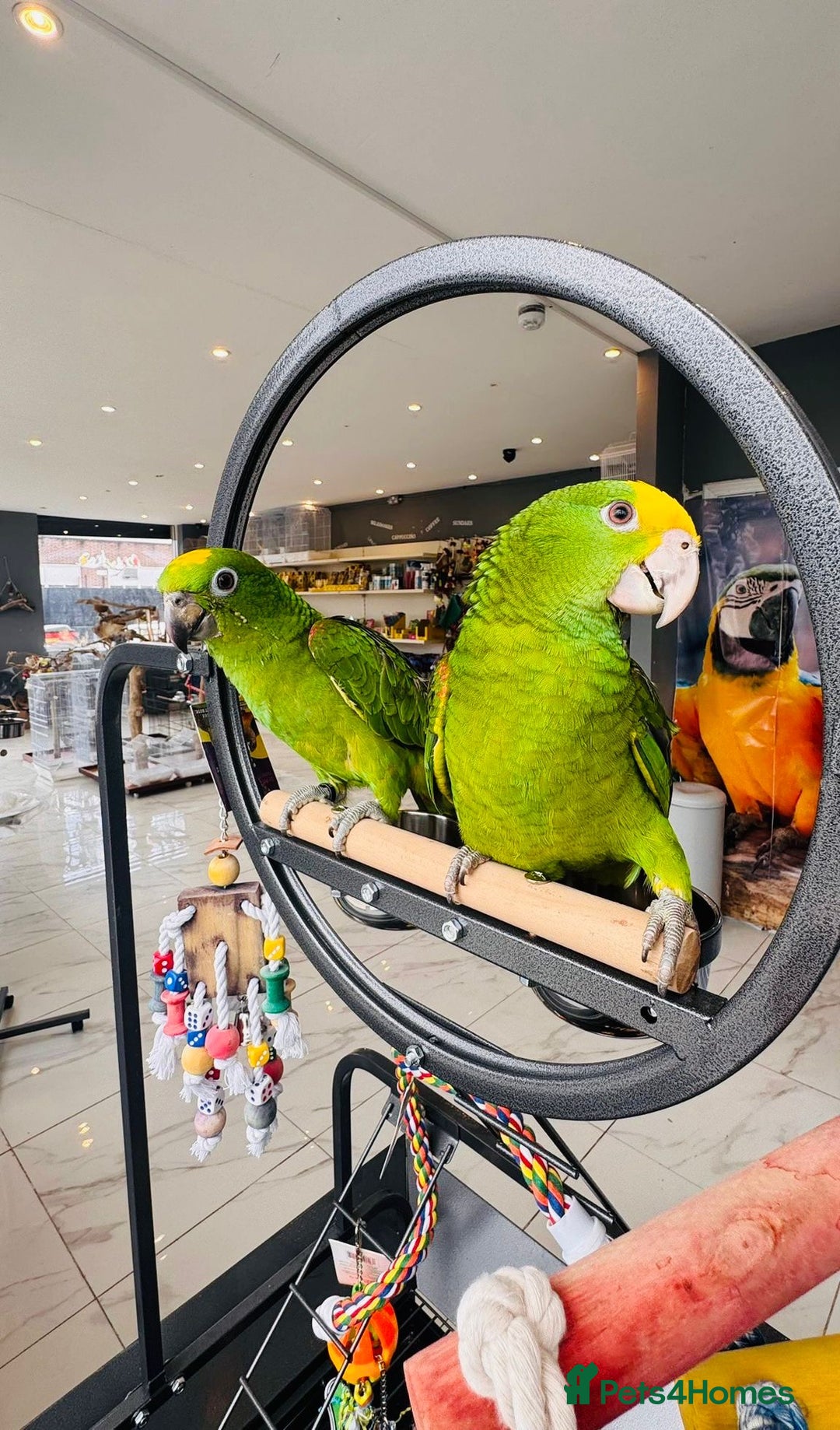 Parrots birds for sale: Parrots  - Image 10