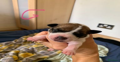 Staffordshire Bull Terrier dogs - Advert 12