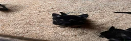 German Shepherd dogs for sale: 🐾 Black & Tan German Shepherd Puppies 🐾 - Advert 4