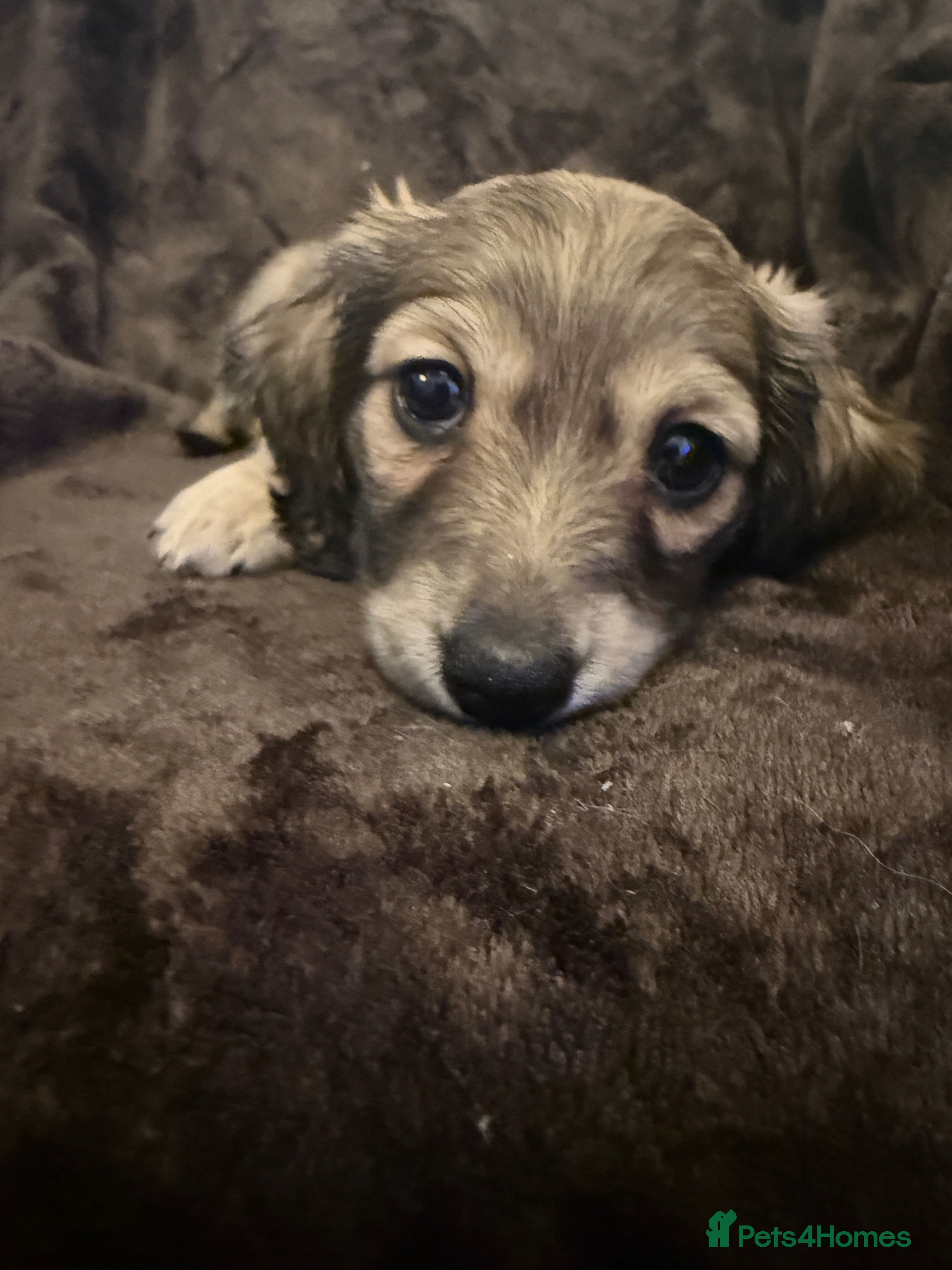 Miniature Dachshund dogs Long haired dachshund pups - last one  - Advert 12