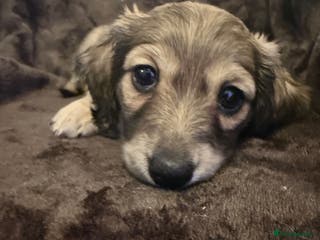 Miniature Dachshund dogs Long haired dachshund pups - last one - Advert 12