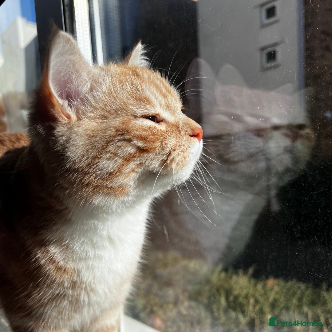 Mixed Breed cats for sale: Indoor, Half Persian Cat – Ideal for a Quiet Home - Image 3