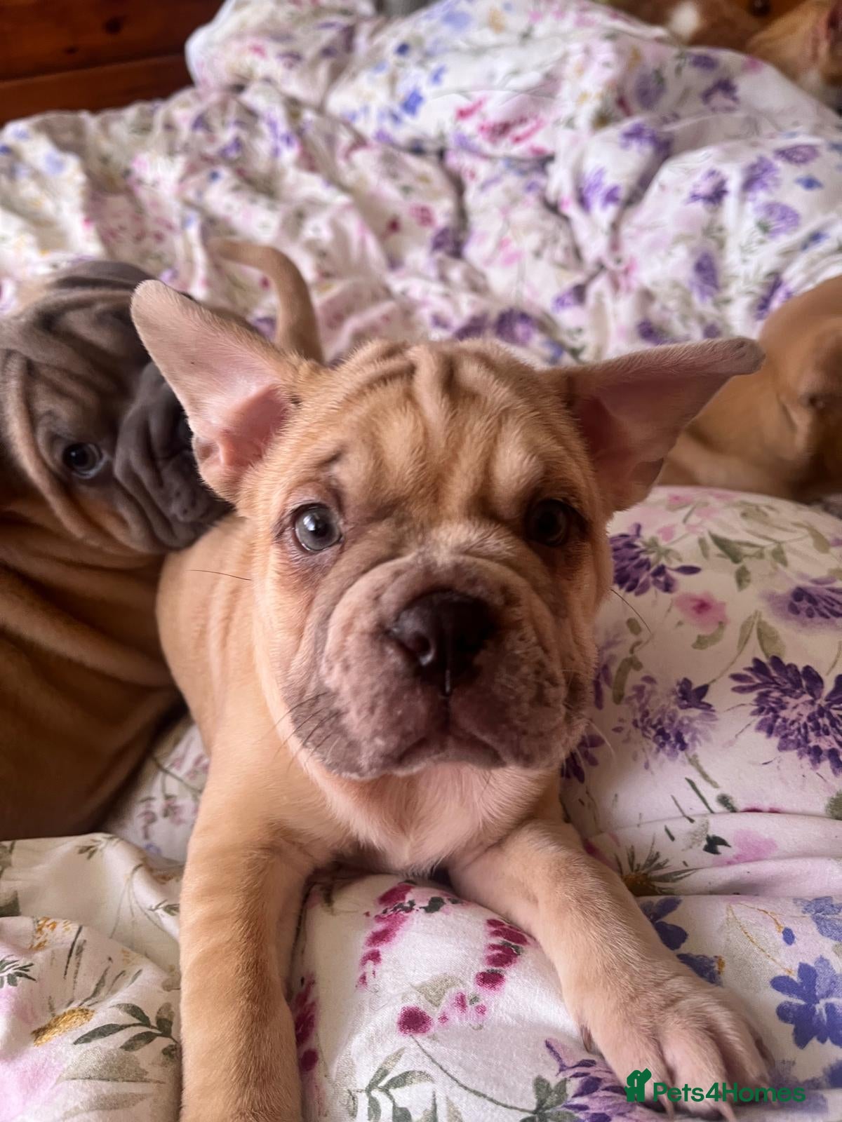 Mixed Breed dogs 6 lovely one off pups  - Advert 2