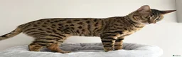 Savannah cats for sale: Sittingpretty TigerLily F5 SBT Savannah female - Advert 14