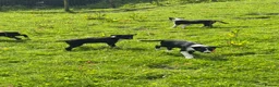 Border Collie dogs for sale: ISDS registered Border Collie Pups For Sale  in Abergavenny - Advert 4