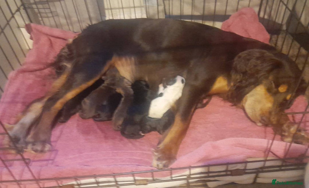 Field Spaniel dogs for sale: Spaniel puppies  - Image 17