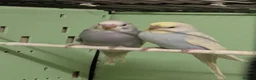 Budgerigars birds for sale: Baby Budgies some Crested  in Chorley - Advert 1