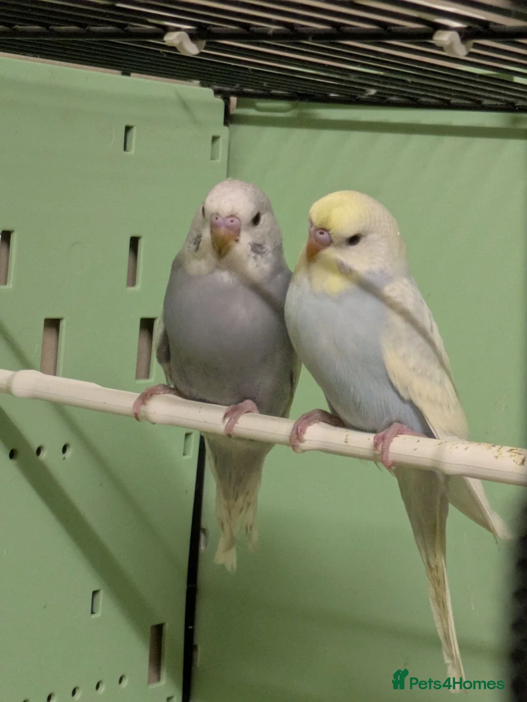 Budgerigars birds for sale: Baby Budgies some Crested  in Chorley - Advert 1