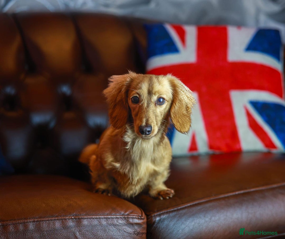 Miniature Dachshund dogs for sale: Omshantipuppies miniature dachshund puppies - Image 10