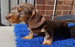 Dachshund dogs for sale: FULLY VAX mini wire females PRA LAFORA CLEAR  - Image 3