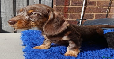 Dachshund dogs - Advert 13