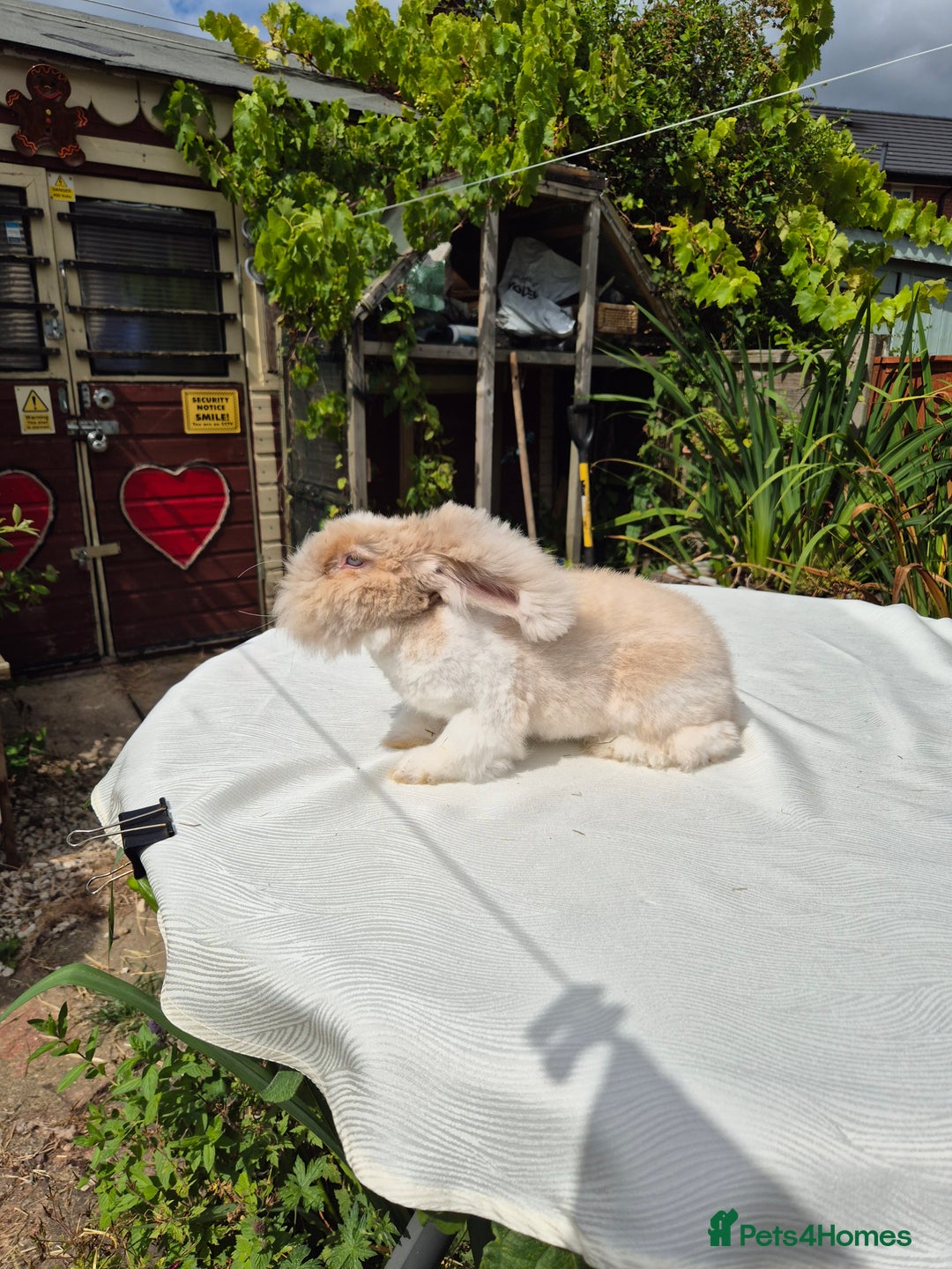 Angora rabbits for sale: Gorgeous Pedigree Full Faced Angora  - Image 14