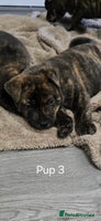 Mixed Breed dogs Chaffy puppies Chow x Staffy - Advert 8