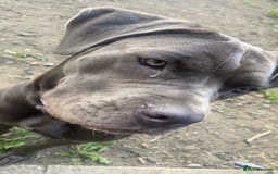 Cane Corso dogs for sale: Female 9 month old cane corso - Image 5